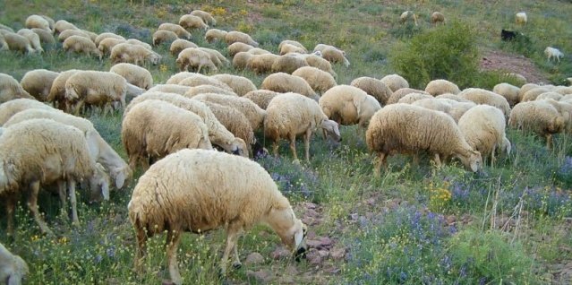 Manisa ili Demirci İlçesi Köylüce Mahallesinde (Mrk.J.Krk.K.lığı Sorumluluk Bölgesi) 27.10. 2021 günü saat 22.00 sıralarında Ş.M. (1983 d.lu/Erkek) isimli şahıs Komutanlığımıza müracaat ederek kendisine ait ağılı kontrol ettiğinde kapısının açık olduğunu ve içerisinden 37 adet küçükbaş(koyun) hayvanının kayıp olduğunu, ahıl kapısını kendisinin açık unutmuş olabileceğini beyan etmiştir.

Yapılan araştırma ve soruşturma neticesinde bahse konu kayıp küçükbaş hayvanlar bulunmuş olup, eksiksiz bir şekilde teslim edilmiştir. Olayla ilgili yaşanan gelişme Demirci Cumhuriyet Başsavcısına bilgi verilmiş olup tahkikata başlanılmıştır.