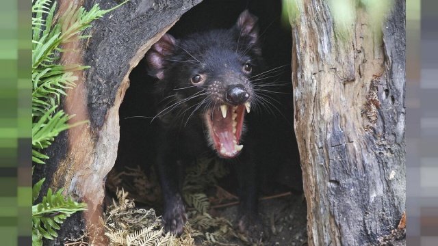 Kuruluşun on yıl önce başlattığı kurtarma projesi kapsamında Avustralya’nın doğusundaki New South Wales eyaletinde 400 hektarlık alanda kurulan Barrington Doğa Koruma Alanında geçen yıl 26 Tasmanya şeytanı doğaya salınmıştı. Aussie Ark, projeyle sadece Tasmanya canavarlarını tükenişten kurtarmayı değil, Avustralya'nın önce kıtaya ilk yerleşen aborijinlerin sonra da Avrupalı yerleşimcilerin kıta dışından getirdiği istilacı türlerle bozulan doğal dengesini bir ölçüde onarmayı umuyor. Eski vatanlarına geri dönecek olan Tasmanya canavarlarının meydanı boş bularak kontrolsüz biçimde çoğalan kedi ve tilki gibi yabancı yırtıcıların ve bu yırtıcılar baş edemediği için yine aşırı üreyerek kıtanın kırılgan bitki örtüsüne zarar veren kanguru, valabi, possum gibi yerli otobur keselilerin nüfuslarını kabul edilebilir düzeye indirmeye yardımcı olması bekleniyor.