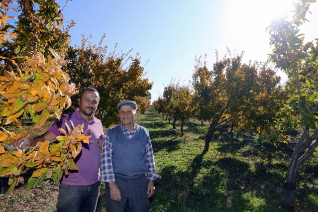 8 dönümlük kurulu arazide 300’e yakın muşmula ağacının bulunduğunu ifade eden üretici Adem Gür ziyaretlerinden dolayı Kaymakam Adem Kaya’ya teşekkür etti.