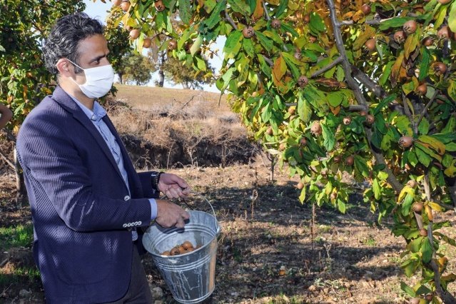 Bu yıl 100 ton rekolte bekleniyor
Çoğu yerde 'muşmula' bazı yerlerde ise döngel ve 'beşbıyık' olarak anılan muşmula Demirci bölgesinde toplanmaya başlandı. Demirci bölgesinde 200 dekar alanda üretimi yapılan muşmula meyvesinde bu yıl 100 ton rekolte beklendiği ifade edildi.