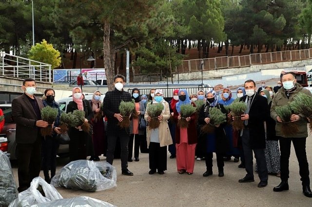 Manisa İl Tarım ve Orman Müdürlüğü tarafından temin edilen 10 Bin lavanta fidesi 25 bayan kursiyere hibe olarak dağıtıldı.