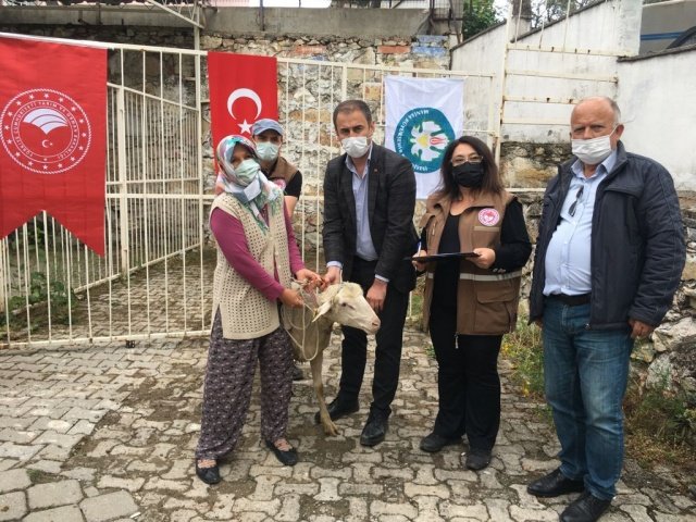 Üreticilerin ellerindeki koyun sürülerine yüksek vasıflı erkek damızlıklarının katılımının sağlanması amacıyla Manisa Büyükşehir Belediyesi ve İl Tarım ve Orman Müdürlüğü işbirliğinde yürütülen projeyle 17 ilçede 140 adet damızlık koç üreticilere dağıtıldı. Büyükşehir Belediyesi'nin yüzde 75 hibe desteği ile TİGEM'den alınan damızlık koçlar, sürülerdeki kan değişimini sağlayarak, verimliliğin artırılmasına büyük katkı sağlayacak.