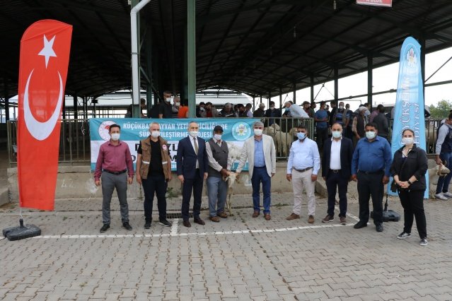 "Kırsal Kalkınmaya Ayırdığı Bütçeden Dolayı Teşekkür Ediyorum"
İl Tarım ve Orman Müdürü Metin Öztürk ise, "Manisa Büyükşehir Belediyesi ile ortaklaşa yürüttüğümüz bir projemizin daha dağıtım törenindeyiz. Hem Büyükşehir Belediyemizin hem de İl Müdürlüğümüz ve ilçe müdürlüklerimizin gayretleri var. Buradan inşallah bu koçlarla koyunculuk yapan üreticilerimizin sürülerinin verimleri için iyileşmenin sağlanması sağlanacak. Koyunculukta koç en önemli materyal. Bunlar da TİGEM'de yetiştirilmiş ırkları. Dolayısıyla bu koçlar sürülere katıldığı zaman bu ırkın getirmiş olduğu verimi ve kaliteyi sürülere sağlamış olacak. Büyükşehir Belediye Başkanımıza tarıma ve kırsal kalkınmaya ayırmış olduğu bütçeden dolayı teşekkür etmek istiyorum. Büyükşehir Belediyesi'nin kırsal hizmetler alanında çalışan tüm ekibine de teşekkür etmek istiyorum. Bundan sonra da Büyükşehir Belediyemiz ile birlikte tarım ve kırsal kalkınma ile ilgili diğer projelerimde gerçekleşmeye devam edecek" diye konuştu.