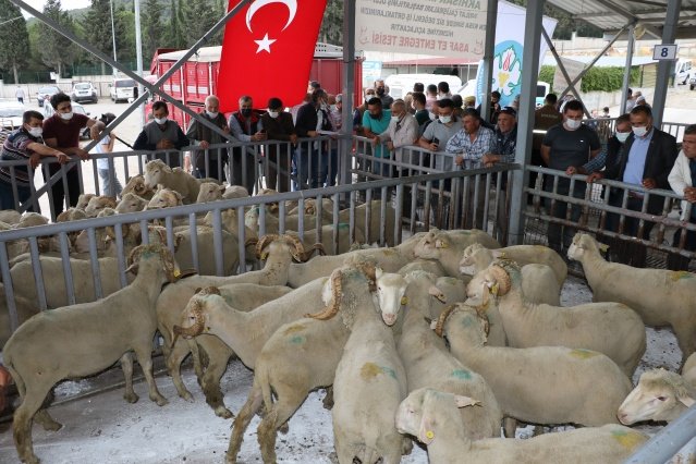 Yüzde 75 Hibeli Olarak Teslim Edildi
 Heyet olarak gidilerek hayvanların seçiminin yapıldığını belirten Daire Başkanı Yılmaz Usta, "Umarım sizlere faydalı olacaktır. Küçükbaş hayvan yetiştiriciliği ülkemizin kırmızı et açığının kapatılmasında en önemli sektörlerden bir tanesi. Koyunculukta da sürekli kendi koçlarınızı kullanmayla oluşan akrabalığın azaltılması, kan değişiminin sağlanmasının önemli bir faktör olduğunu biliyoruz. Size bu koçları yüzde 75 hibeli olarak Büyükşehir Belediyesi desteğiyle teslim ediyoruz. Umarım hayırlı uğurlu olur" ifadelerini kullandı.