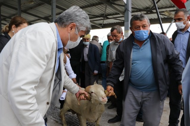 İl genelinde kırsal kalkınmanın sağlanması adına çalışmalarına ara vermeden devam eden Manisa Büyükşehir Belediyesi, İl Tarım ve Orman Müdürlüğü ile ortak bir projeye daha imza attı. 'Küçükbaş Hayvan Yetiştiriciliğinde Sürü İyileştirme Projesi' kapsamında 17 ilçede 40-120 baş anaç koyunu olan ve Tarım Bakanlığı kayıt sistemlerine kayıtlı olan işletmelere, ellerinde bulunan koyun sürülerine yüksek vasıflı erkek damızlıkların katılımıyla kan değişiminin sağlanması amacıyla 140 adet damızlık koç dağıtımı gerçekleştirildi. Mevcut verimliliğin artırılması amacıyla yürütülen proje kapsamında toklu/çebiç, merinos, kıvırcık ve tahirova cinsi koçlar Bursa Karacabey Tarım İşletmeleri Müdürlüğü'nden alınarak 17 ilçede üreticilere teslim edildi. Akhisar ve Salihli'de düzenlenen programa Manisa Büyükşehir Belediyesi Kırsal Hizmetler Daire Başkanı Yılmaz Usta, İl Tarım ve Orman Müdürü Metin Öztürk, Akhisar Muhtarlık Hizmetleri Sorumlusu Ali Aybars Özbilgin, Salihli Muhtarlık Hizmetleri Şube Müdürü Orçun Abalı ile İlçe Tarım ve Orman Müdürleri katıldı.