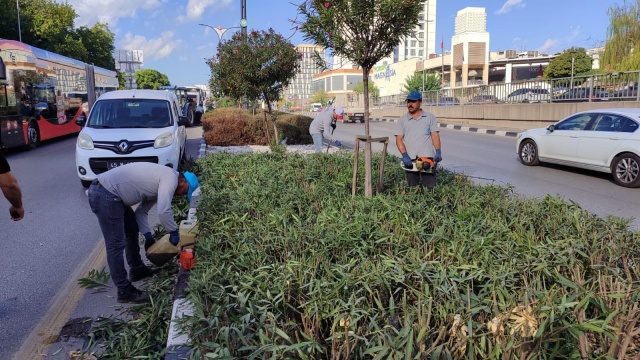 Ayrıca alandaki kurumuş bitkiler sökülerek daha sağlıklı bir görünüme kavuşturulması için alanda yayılıcı biberiye, zeytin çalısı, sarıpapatya gibi bitkiler dikildi. Mimar Sinan Bulvarında yapılan çalışmalarda ise yol güzergâhındaki alanlarda peyzaj çalışması, kış öncesi bakım budama, yabancı ot temizliği, ağaçlarda kış öncesi güçlendirme ve bitkilerde form çalışması yapıldı. Yunusemre ilçesinde bulunan 2334 sokakta ise yapılan bakım çalışmasıyla birlikte Zakkum dikildi.