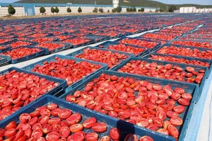 Pandemi döneminde pek çok sektörde üretim ve ihracat rakamları gerilerken, Egeli yaş meyve sebze ve mamulleri ihracatçıları 2020 yılının Ocak - Temmuz döneminde yüzde 17'lik artışla ihracatlarını 527 milyon dolara taşıdı.