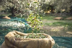 30 Eylül tarihinde sona eren sofralık zeytin ihracatımız ise, bir önceki sezona göre miktar bazında %7 azalarak 84 bin ton olurken, tutar bazında %3 artarak 145 milyon ABD$ döviz geliri elde ettik.  Bu ihracat rakamı sektörümüzün yeni ihracat rekoru olarak kayıtlara geçti.

 

Miktar bazındaki düşüşe rağmen, döviz gelirimizin artmasının altındaki en önemli etken sofralık zeytinde birim fiyatımızın 1,55 dolardan 1,73 dolara yükselmesi oldu.

 

2020/21 ihracat sezonuna ise başarılı bir giriş yaptık. Yeni sezonda iki ay geride kalırken zeytinyağı ihracatı önceki sezonun aynı dönemine göre yüzde 20’lik artış yakalayarak 23,1 milyon dolardan, 27,8 milyon dolara yükseldi.

 

Zeytinyağı ihracatı miktar bazında bakıldığında ise; yüzde 13’lük artışla 9 bin 734 tondan, 10 bin 951 tona yükseldi. Türk zeytinyağı ihracatçıları, 2020/21 sezonunda sağlık iksirini dolar bazında yüzde 7 daha fazla fiyata ihraç etme başarısı gösterdi.