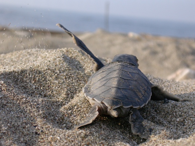 Mavi, sürdürülebilir bir doğa için gönüllülük bilincini geliştirmeyi amaçladığı Indigo Turtles projesiyle Ekolojik Araştırmalar Derneği’nin (EKAD) çalışmalarına destek vererek, nesli tükenmekte olan deniz kaplumbağalarını korumaya devam ediyor. Tam 10 yıldır devam eden proje kapsamında bu sene de Merkez ofis ve mağazalardan 30 kişilik Mavi gönüllü ekibi, EKAD’ın Belek’teki kampına katılarak deniz kaplumbağalarının yumurtadan çıkıp denize ulaştıkları mucizevi anlara tanık olurken, yuvasında sıkışan yavru carettaların kurtarma çalışmalarına destek verdi.