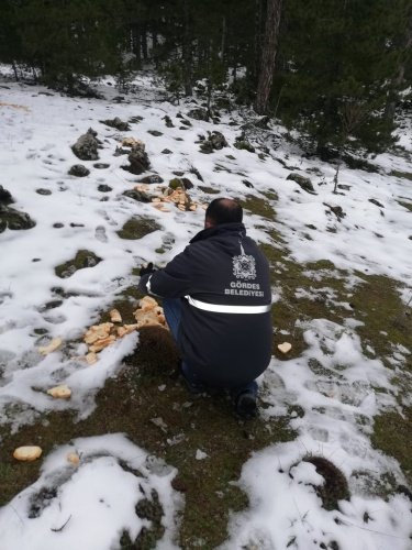 Gördes Belediyesi ve Gördes Off - Road ekibi, soğuk ve karlı havada yiyecek bulmakta güçlük çeken kuşlara, sahipsiz kedi, köpek gibi doğadaki birçok canlıya yiyecek olması için 300 kilogram buğday ve 400 adet bayat ekmekleri yem olarak bıraktı.