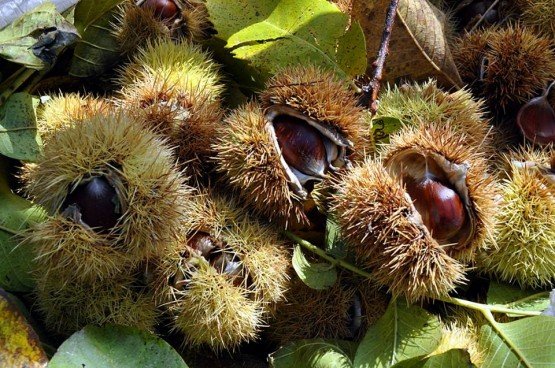 Kaliteli ürün elde etmek için hasat zamanı ve hasat çok önemlidir. İlçemizde hasat Ekim ayının ortalarında başlayıp ve Kasım ayının ortalarına kadar devam etmektedir. 2016 yılı verilerine göre İlçemizde Çiftçi Kayıt Sistemi’ne kayıtlı 180 Kestane üreticisi bulunmaktadır. Yaklaşık olarak 1.170 dekar alanda 28.560 Kestane ağacı mevcut olup, bu alanda 500 ton civarında üretim gerçekleştirilmiştir. Yapılan incelemelere ve alınan verilere göre bu sene üretimin biraz daha artacağı ve 600 Ton civarında olacağı tahmin edilmektedir. Kestane üretiminden elde edilen ürünlerin pazarlanmasında herhangi bir sıkıntı çekilmemektedir. Bursa ve Balıkesir gibi Büyükşehirlerden tüccarlar ilçemize gelerek ürünleri satın almaktadır. Bu yıl kestane boyutuna göre 10-15 TL den alıcı bulmaktadır. Ayrıca Demirci ve Simav pazarında da kestaneye talep oldukça yoğundur.