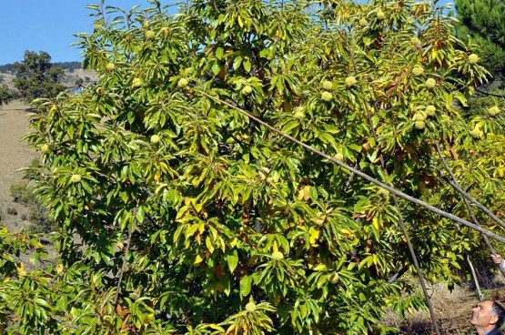 İlçemizde Kestane alanları dağınık, kapama bahçe ve Orman içerisinde üreticilere parsellenmiş ağaçlarda şeklinde bulunmaktadır. Kapama meyve bahçeleri son yıllarda kurulmaya başlanmış ve artarak devam etmektedir. 28.560 Kestane ağacımızın yarısı meyve verir durumdadır. Bu fidanların meyveye gelmesi ile üretim daha da artacaktır.