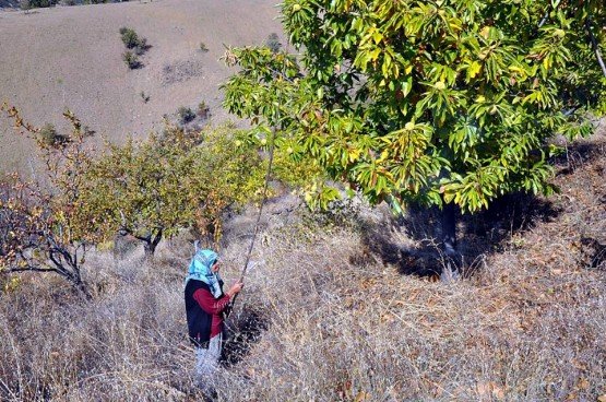 Bölgede son yıllarda Ortaya çıkan Kestane Kanseri, verimi oldukça düşürmüştür. Demirci Kaymakamlığı koordinatörlüğünde 2016 Yılında gerçekleştirilen ‘Kestane Kebap Mücadele Sevap’ projesi sayesinde, Kestane Hastalık ve zararlıları ve özellikle Kestane kanseri konusunda önemli çalışmalar gerçekleştirilmiştir. Bu kapsamda; kestane yetiştirilen ve aynı zamanda kestane kanseri hastalığının görüldüğü mahallelerimizde “Kestane hastalıkları ve zararlıları ile mücadele” konulu, seminerler düzenlenmiş, akabinde bu mahallelerde kuruyan ve ileri derecede hasta olan Kestane Ağaçlarının Damgalama işlemleri yapılarak yaklaşık 1000 e yakın ağaç mühürlenip bunların kesim işlemleri gerçekleştirilmiştir. Demirci Halk Eğitim Merkezi Müdürlüğü tarafından açılan Bitki Zararlıları ile Mücadele Kursu ile 39 kursiyerlere belge verilmiştir. Manisa Büyükşehir Belediyesi tarafından hazırlanan 48 Adet kestane kanseriyle mücadele çantası eğitim gören kişilere dağıtılmıştır. İzmir Orman Genel Müdürlüğü tarafından üreticilere bölgede kestane fidanı dağıtımı da gerçekleştirilmiştir. Dağıtılan mücadele çantaları ile eğitim alan üreticiler yaptıkları mücadele çalışmaları ile bölgede kestane kanserinin büyük ölçüde önüne geçmiş bulunmaktadırlar.