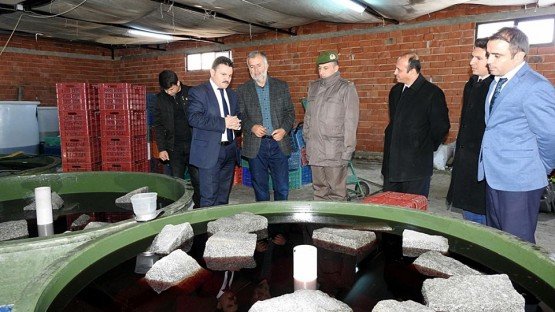 Kaymakam Akyol, Unutmaz Zeytin Yağı Fabrikasında İncelemelerde Bulundu
Demirci Kaymakamı Mutlu Akyol, İlçede üretim yapan zeytinyağı fabrikasında incelemelerde bulundu.
Fabrikayı gezen Kaymakam Mutlu Akyol, yetkililerden zeytinlerin yağ randımanı, aldıkları çekim ücreti ve makinelerin durumu hakkında bilgi aldı. Çiftçilerle de görüşen Kaymakam Akyol, üreticilerin zeytinleri çuval yerine kasalarda bekletmesinin daha sıhhatli olacağını belirtti. Kaymakam Mutlu Akyol, şöyle konuştu:
“Böylelikle zeytinin bekleme esnasında çürümesini önlemiş olursunuz. Ağaçtaki zeytinleri toplamada da acele etmenize gerek yoktur. Zeytini mümkün olduğu kadar kasalara toplayın, böylelikle yağ kalitesinde verimli olması açısında daha iyi olur. Ağaçtan topladığınız zeytinleri fazla bekletmeden mutlaka çektirin.” Diye konuştu.
Ziyaretin ardından memnun ayrılan Kaymakam Akyol hijyenik ortamda zeytinleri işleyen fabrika sahibi Hasan Unutmaz’a teşekkür etti. Ziyarette Kaymakam Akyol’a İlçe Jandarma Komutanı Okan Doğan, İlçe Gıda Tarım ve Hayvancılık Müdürü İslam Köse’de eşlik etti.