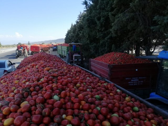 Domates hasadının yapıldığı Akhisar ilçesi Akselendi kasabası ve Saruhanlı ilçesi Develi köyünde üreticilerle bir araya gelen Milletvekili Ahmet Vehbi Bakırlıoğlu’na, Saruhanlı Belediye Başkanı Zeki Bilgin, CHP Akhisar İlçe Başkanı Umut Çavuş ve Saruhanlı CHP ilçe Başkanı Hasan Levent eşlik etti.

Bölgenin salçalık domates üretimi açısından önemli olduğuna işaret eden CHP’nin çiftçi Milletvekili Bakırlıoğlu, Türkiye’de yaklaşık 500 bin dekar alanda domates tarımı yapıldığını anımsattı.