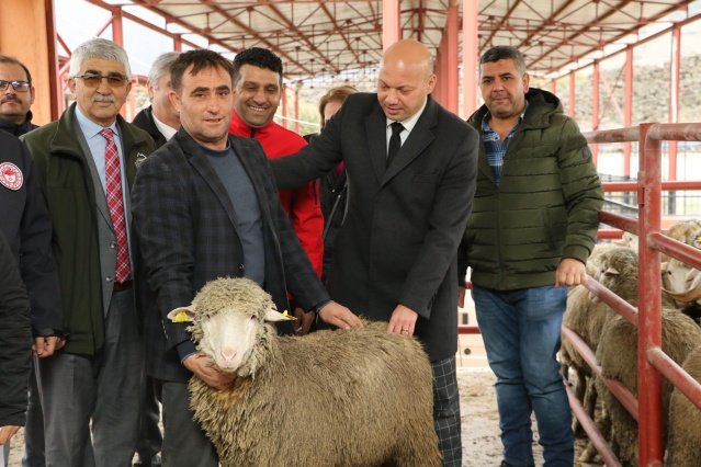 Manisa Büyükşehir Belediye Başkanı Cengiz Ergün’ün kırsal kalkınma destekleri kapsamında 2022 yılı Mart ayı içerisinde küçükbaş hayvan üreticilerine 200 adet damızlık koç dağıtımı yapıldı. Manisa Büyükşehir Belediyesi, İl Tarım ve Orman Müdürlüğü işbirliğiyle hayata geçirilen Küçükbaş Hayvan Yetiştiriciliğinde Sürü Kalitesinin İyileştirilmesi Projesi' kapsamında Kula, Selendi ve Demircili üreticilere yüzde 75 hibe desteğiyle 53 adet damızlık koç verildi. Kula Hayvan Pazarında düzenlenen dağıtım törenine Manisa Büyükşehir Belediyesi Genel Sekreter Yardımcısı Ali Öztozlu, Kırsal Hizmetler Dairesi Başkanı Yılmaz Usta, Kula Tarım Orman Müdürü Bilgin Sarısu, Kula Muhtarlık İşleri Müdürü Faik Şentürk, Kırsal Hizmetler Dairesi Başkanlığı personelleri, İlçe Tarım ve Orman Müdürlüğü personelleri ve üreticiler katıldı.