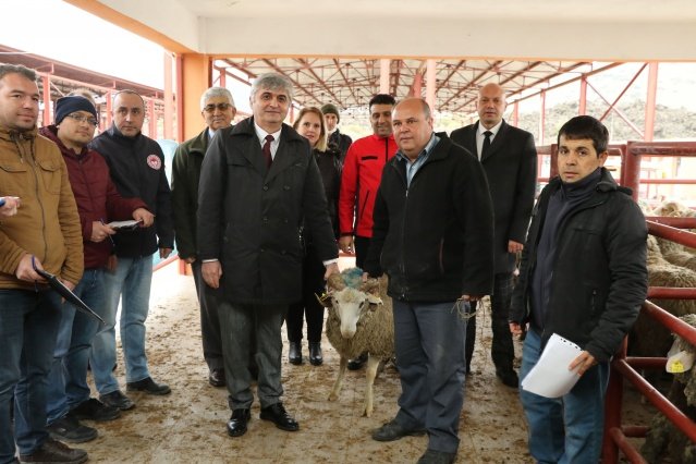 Destekler Artarak Devam Edecek
 
Genel Sekreter Yardımcısı Ali Öztozlu konuşmasının devamında önümüzdeki yıl yapılacak desteklerin artacağını da müjdeledi. Öztozlu, “Buradan bir müjde daha vermek istiyorum. Başkanımızdan da talimat aldık. Seneye bu projemiz katlanarak devam edecek. Bu 200 olan sayıyı daha fazla arttıracağız. Bildiğiniz üzere bu koçları Bursa Karacabey’deki TİGEM’den alıyoruz. Bunlar ari ırk. Yani aşıları tam, verimliliği yüksek olan hayvanlar. Bu sayede de çiftçilerimizin kendi sürülerinin kalitesi artacak. Kırsala ve hayvancılığa desteğimiz artmış olacak. Burada muhtarlarımız ve vatandaşlarımız var. Onların mutluluğunu görmek bizleri daha çok memnun ediyor” diye konuştu.