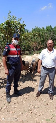 Turgutlu İlçesi Karaköy Mahallesinde 19.07.2021 günü saat 10.45 sıralarında H.O.(Erkek-36) isimli şahıs Turgutlu İlçe Jandarma Komutanlığına müracaat ederek 13 adet kulak küpesi olmayan küçük baş hayvanını bir gün önce Ovacık Yaylasına otlamaya saldığını hayvanların geri gelmediğini beyan etmiştir. Hayvanların kaybolduğu bölgede drone faaliyeti ve yaya devriye icra edilmiş ancak ormanlık alanın sık olmasından dolayı koyunlara rastlanılmamıştır. Turgutlu İlçe Jandarma Komutanlığı ekiplerince devam eden aramalar neticesinde; 13 adet küçükbaş hayvan bugün saat 12.30 sıralarında kaybolduğu yerden yaklaşık olarak 18 km uzaklıkta dere kenarında bulunmuştur. Bulunan hayvanlar  Müşteki H.O. isimli şahsa eksiksiz ve sağlam olarak teslim edilmiştir. Müşteki memnuniyetini ve teşekkür dileklerini iletmiştir.