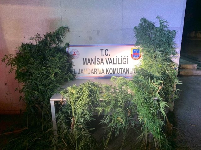 Akhisar ilçesi Kapaklı Mahallesinde 07.08.2021 günü  Akhisar ilçe Jandarma Komutanlığı ve Jasat timi müşterek görev kuvveti ile yapılan istihbari çalışma sonucu; V.M (E/61) isimli şahsın  annesine ait ev ve eklentilerinde kenevir bitkisi yetiştirdiği bilgisi alınmıştır. Adli makamlardan alınan arama kararına istinaden Akhisar İlçe Jandarma Komutanlığı Merkez Jandarma Karakol Komutanlığı  ve JASAT Timi ile icra edilen müşterek faaliyette şüpheli  V.M (E/61) isimli şahsın ikamet ettiği evde yapılan aramada herhangi bir suç unsuruna rastlanmamış olup evin eklentisi olan  eski mutfak bölümünde, teneke saksı içerisinde boyları 102 ile 233 cm olan toplam 27 kök kenevir bitkisi ekili vaziyette bakımı, çapası ve sulaması yapılmış halde ele geçirilerek el konulmuştur. Şüpheli  alınan ifadesine müteakip gözaltına alınmıştır. 08.08.2021 günü Adli makamlara sevk edilecektir.