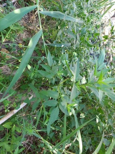 Manisa İli Köprübaşı İlçesi Borlu Mahallesinde  08.08.2021 günü saat 12:30 sıralarında Köprübaşı İlçe Jandarma Komutanlığı ekiplerince yapılan istihbari çalışma sonucu;  Borlu Mahallesi Höyük mevkisinde bulunan Devlet Su İşlerine ait dere yatağında yapılan kontrollerde A.T(1963 d.lu- E) isimli şahsın küçükbaş hayvanlarını otlatmak için kullandığı sazlık arazide yaklaşık  1 metre ile 2 metre boylarında değişen  1624 kök kenevir bitkisi tespit edilmiştir. Ayrıca kenevir bitkisini sulamak amacıyla kullanıldığı değerlendirilen 4 adet  su bidonu ele geçirilmiştir. Olayla ilgili olarak Cumhuriyet Savcısının talimatı ile A.T isimli şahsın Şüpheli sıfatıyla ifadesinin alınmasına müteakip serbest bırakılmıştır.