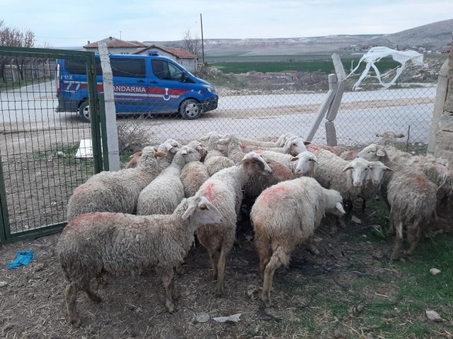 Manisa İli Salihli İlçesi Durasıllı Mahallesi'nde (Merkez J.Krk.K.lığı Sorumluluk Alanı) 06.02.2022 günü saat:02:00 sıralarında yapılan kimlik sorgusunda H.E.S. (1994/E) isimli şahıs Salihli İlamat ve İnfaz Bürosu tarafından "Büyükbaş ve Küçükbaş Hayvan Hırsızlığı" suçundan arama kaydı olduğu tespit edilerek yakalanmıştır.Bahse konu şahıs  Cumhuriyet Savcısı'nın talimatı doğrultusunda  06.02.2022 günü saat:10.30'da Salihli Cumhuriyet Başsavcılığında hazır edilmek üzere gözaltına alınmıştır.