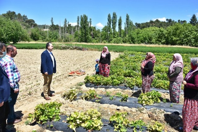 Çilek ve diğer tarım ürünlerinin üretimini Akhisar’ımızda daha da yaygınlaştıracak ve şehrimizde yerel tarımı canlandıracağız. Tüm çiftçilerimize bol ve bereketli bir hasat diliyorum” ifadelerini kullandı.