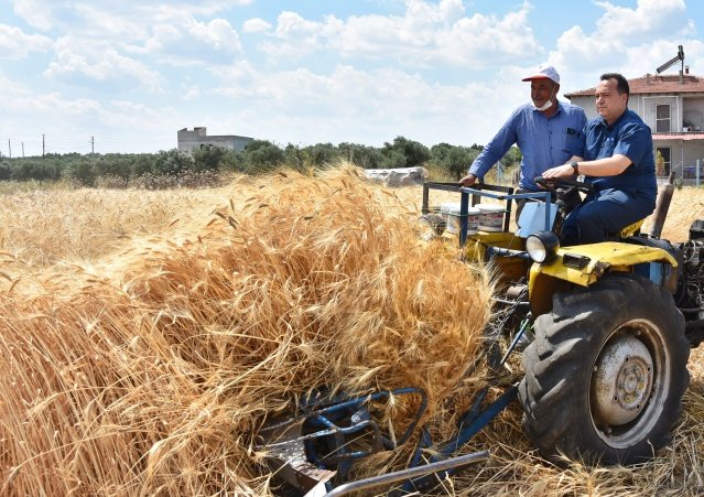 “ÜRETİMİN VE KALİTENİN ARTMASINI SAĞLAMAK İSTİYORUZ”
Besin değeri çok yüksek olan karakılçık buğdayının hem potasyum hem de fosfor açısından çok zengin olduğunu ve içerisinde birçok besleyici öğe barındırdığını, gluten oranının az olduğunu ve sindirim sistemimize faydalı olduğunu belirten Kırsal Hizmetler Müdürü ve Ziraat Mühendisi Hasan Umutlu, “Akhisar çiftçimize yerli ve atalık karakılçık tohumu vererek üretimin ve kalitenin artmasını sağlamak istiyoruz. Buğdayın ve samanın ithal edildiği ülkemizde üretime destek vermenin önemini biliyoruz. Belediye arazilerimizi tarım yaparak değerlendirmeye devam edeceğiz” ifadelerini kullandı.