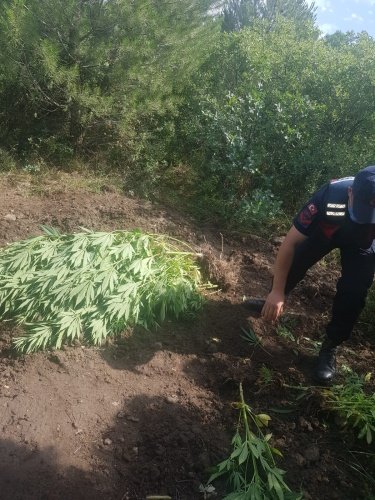 İlyaslar Mahallesi İrez mevkisinde Kenevir bitkisi ekildiği ve eken şüphelilerin tespitine yönelik Kırkağaç Sulh Ceza mahkemesinden Teknik Araçlarla izleme kararı alınarak Foto kapan marifetiyle takibine başlanılmıştır.