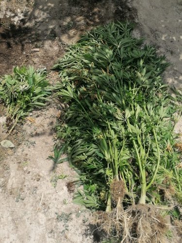 Saruhanlı İlçesi Develi Mahallesinde 21.06.2021 günü saat.12.00 sularında Saruhanlı
 Ilçe Jandarma Komutanlığı ekiplerince yapılan istihbari çalışmalar sonucu H.C.(1991/E) ve M.A.(1994/E)isimli şahısların tavuk çiftlikleri mevkiinde işletme içerisinde kenevir bitkisi yetiştirdiği ve bu maddeleri sattıklari bilgisi alınması üzerine Adli mercilerden
 alınan arama kararına istinaden bahse konu yer ve şüpheli şahısların ev ve eklentilerinde Manisa İl Jandarma Komutanlığı Jasat 1, 3 ve 4. timleri, Manisa Kaçakçılık ve Organize Suçlarla Mücadele Şube müdürlüğü, Manisa İl Jandarma Komutanlığı Olay Yeri Inceleme
 Timi, Saruhanlı Ilçe Jandarma Komutanlığı, Saruhanli İlçe Tarım Müdürlüğü ve Saruhanlı İlçe Emniyet Müdürlüğü ekipleri ile arama yapılmış olup, yapılan aramada bahse konu işletme ve şüpheli şahısların ikametlerinde boyları 80-210 cm. arası değişen toprağa
 ve saksılara ekili 32 kök kenevir bitkisi ile 1 adet ruhsatsız Özbay Magnum marka yivsiz av tüfeği ele geçirilmiştir. Şüpheli şahıslar alınan ifadelerinin ardından serbest bırakılmıştır.