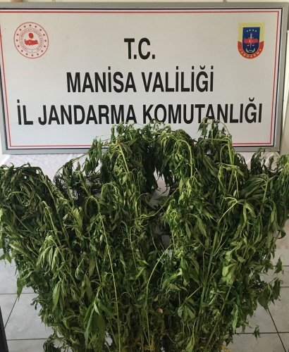 Turgutlu İlçesi Kayrak Mahallesi Kocaoluk mevkiinde 25.06.2021 günü saat 17.00 sıralarında Uyuşturucuyla Mücadele kapsamında Turgutlu İlçe Jandarma Komutanlığı ve 9'uncu JASAT Timi unsurları marifetiyle müşterek yapılan istihbari çalışmalar ve Drone ile yapılan arazi kontrolü esnasında ormanlık arazide bakımları yapılmış, boyları 80-160 cm arasında değişen 125 kök Kenevir Bitkisi ele geçirilmiştir. Olayla ilgili Turgutlu Cumhuriyet Savcısına bilgi verilmiş olup, şüpheli/şüphelilerin yakalanmasına yönelik çalışmalara devam edilmektedir.