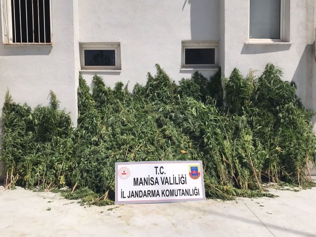Manisa İl Jandarma Komutanlığı İstihbarat Şube Müdürlüğü, Kaçakçılık ve Organize Suçlarla Mücadele Şube Müdürlüğü ve Ahmetli İlçe Jandarma Komutanlığı unsurları marifetiyle müşterek yürütülen istihbari çalışmalar sonucu; Manisa ili Ahmetli ilçesi Hacıköseli mahallesi Atsız tepe bölgesinde 28.06.2021 günü saat:06.00 sıralarında yasadışı kenevir bitkisi ekildiğinin tespiti üzerine; Manisa İl Jandarma Komutanlığı İstihbarat Şube Müdürlüğü, Kaçakçılık ve Organize Suçlarla Mücadele Şube Müdürlüğü, Manisa Jandarma Asayiş Komando Bölük Komutanlığı ve Ahmetli İlçe Jandarma Komutanlığı unsurları marifetiyle müşterek yapılan operasyonda, bahse konu bölgede boyları 10 cm ile 150 cm uzunluğunda değişen 7.253 adet kenevir bitkisi ele geçirilmiştir. Ele geçirilen kenevir bitkisinin piyasa değeri 25 milyon lira civarındadır.  Olayla ilgili  Cumhuriyet Savcısının talimatı ile tahkikata başlanılmış olup, Yasadışı kenevir bitkisi ekimi yapan şahıs veya şahısların tespiti çalışmalarına devam edilmektedir.