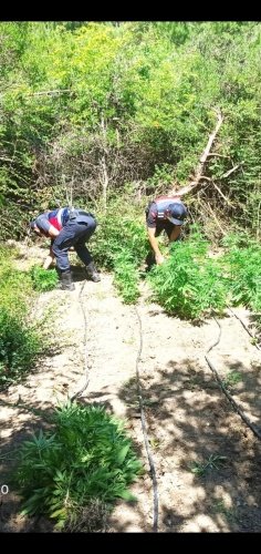 Yunusemre ilçesi Karakoca Mahallesi, Kocabaştepe mevkisinde 02.07.2021 günü saat:15.00 sıralarında Yunusemre İlçe Jandarma Komutanlığı ekipleri tarafından yapılan istihbari çalışma sonucu; ormanlık alana kimliği belirsiz kişi yada kişiler tarafından ekilmiş boyları 20 cm ile 125 cm uzunluğunda değişen 475 kök kenevir bitkisi ele geçirilmiştir. Olay yerinde yapılan incelemede; 1 çift çizme, 2 adet çapa, 2 kutu ilaç şişesi, sulama sisteminde kullanılan 125 m. hortum, 50 m. damlama sistemi hortumu, 3 adet plastik varil ele geçirilmiştir. Manisa İl Jandarma Komutanlığı Olay yeri İnceleme Timi tarafından Olay yerinde yapılan araştırma ve incelemede 1 adet parmak izi tespit edilmiştir. Olayla ilgili Şüpheli şahıs/şahısların tespitine yönelik çalışmalar devam etmektedir.