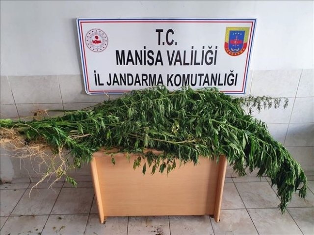 Akhisar İlçesi Beyoba mahallesinde 07.07.2021 günü 09.00 sıralarında Akhisar İlçe Jandarma Komutanlığı ekiplerince yapılan istihbari çalışma sonucu; Ü.Ö(E/50) isimli şahsın mısır tarlası içerisinde yasa dışı kenevir bitkisi yetiştirdiği bilgisinin alınmasına müteakip, tarla sahibi Ü.Ö(E/50)’ye ait 36 dönümlük mısır tarlasında yapılan aramada; 84 kök kenevir bitkisi tespit edilmiştir. Yapılan araştırmada; mısır tarlasının bakımını yapan şüpheli H.G(E/38)’in "uyuşturucu ve uyarıcı madde bulundurma satın alma kabul etme" suçundan daha öncede suç kaydının olduğu tespit edilmiştir. Şüpheli H.G(E/38)’in evinde ve eklentilerinde yapılan aramada, şeffaf poşete sarılı 10 gram skank (Skunk ) ve içmeye yarayan BONG aparatı tespit edilerek, el konulmuştur. Şüpheli H.G(E/38), esrarın kendisine ait olduğunu kabul etmiştir. Şüpheli şahıs ifadesinin alınmasına müteakip serbest bırakılmıştır.