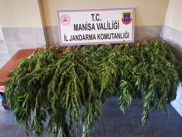 Manisa ili Ahmetli ilçesi Bahçecik Mahallesi Hacıömerli mevkiinde 07.07.2021 günü Saat:17.00 sıralarında Ahmetli İlçe Jandarma Komutanlığı ekiplerince yapılan istihbari çalışma sonucu; ormanlık alan içerisinde yasadışı kenevir bitkisi ekildiği bilgisi alınmıştır. Bahse konu bölgede yapılan arazi aramasında boyları 30 cm ile 150 cm uzunluğunda değişen 53 adet kenevir bitkisi ele geçirilmiştir. Yasadışı kenevir bitkisi ekimi yapan şahıs veya şahısların tespiti çalışmalarına devam edilmektedir.