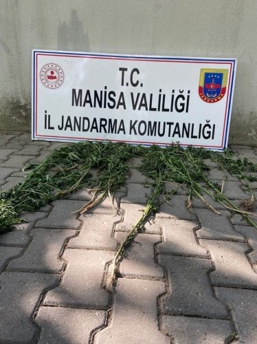 Şehzadeler İlçesi Yeniharmandalı Mahallesi Sultançakalazmağı mevkiinde 08.07.2021 günü saat:17.15 sıralarında Şehzadeler İlçe Jandarma Komutanlığı ekiplerince yapılan istihbari çalışma ve takip sonucu; S.B (1966/E) isimli şahsın kiralık olarak işlediği mısır tarlasında ekili halde  boyları 1,5 m ile 2 m arasında değişen bakımları yapılmış toplamda 25 Kök kenevir bitkisi ele geçirilmiştir. Olay Cumhuriyet Savcısına bildirilmiş olup, Şüpheli S.B (1966/E) isimli şahıs alınan ifadesinin ardından serbest bırakılmıştır.
