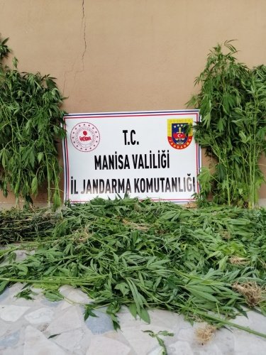 Yunusemre İlçe Jandarma Komutanlığı ekiplerince 17.07.2021 günü Yunusemre İlçesi Beydere Mahallesi sınırlarında bulunan sulama göleti civarında ormanlık alan içerisinde su kaynağı yakınında birbirine yakın (2) bölgede kenevir bitkisi ekimi yapıldığı, damlama sulama sistemi ile büyütüldüğü bilgisi elde edilmesi üzerine, bahse konu bölgede Arama/Tarama faaliyeti icra edilmiş ve ekili alanlar tespit edilmiştir. şüpheli veya şüphelilerin yakalanması için belirtilen bölgelerde takip başlatılmıştır. Birbirine yakın iki alanda 478 kök (dişi) kenevir bitkisi, 1867 gr kurutulmuş kubar esrar, 167 metre hortuma imha için el konulmuştur. Olay Yeri İnceleme Timi tarafından olay yerinde yapılan incelemede; olay yerinde bulunan şarap ve gazoz şişelerinden delillendirmek üzere (3) Biyolojik svap, (4) parmak izi alınmıştır. Yasadışı Kenevir Ekimi yapan şüpheli veya Şüphelilerin yakalama çalışmalarına devam edilmektedir.