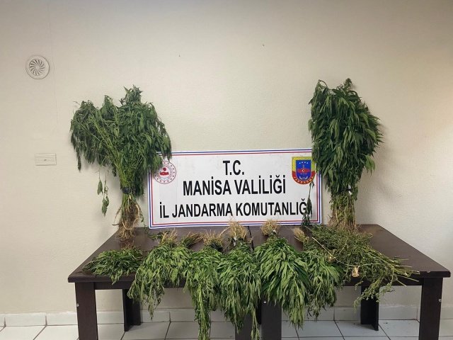 Manisa İli, Alaşehir ilçesi, Kestanederesi Mahallesi Kocakaya Mevkii’nde 04.08.2021 günü saat:10:00 sıralarında  Manisa İl Jandarma Komutanlığı Kaçakçılık ve Organize Suçlarla Mücadele Şube Müdürlüğü, Alaşehir İlçe Jandarma Komutanlığı JASAT Timi ve Merkez Jandarma Karakol Komutanlığınca yürütülen müşterek istihbari çalışmalar neticesinde; Alaşehir ilçesi, Kestanederesi Mahallesi Kocakaya Mevkii’nde kenevir bitkisi yetiştirildiği bilgisi alınmıştır.  Müşterek Görev Kuvveti marifetiyle meskun mahal dışında yapılan arama ve Drone ile yapılan kontrolde, aynı bölge içerisinde 10 farklı tarlada boyları 30 cm ile 200 cm arasında değişen 2059 kök kenevir bitkisi ile yaklaşık 3 kg kubar esrar ele geçirilmiştir. Olay şüphelisi olarak V.A. (E/1985) ve A.R.A. (E/1962) isimli şahıslar yakalanmıştır. Şüphelilerden A.R.A. isimli şahıs alınan ifadesine müteakip serbest bırakılmış, V.A. isimli şahıs ise gözaltına alınmıştır.