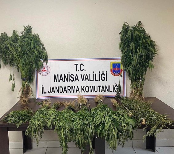 Manisa İli, Alaşehir ilçesi, Kestanederesi Mahallesi Kocaçukur Mevkii’nde 14.09.2021 günü saat:14.00 sıralarında Alaşehir İlçe Jandarma Komutanlığız Merkez Jandarma Karakol Komutanlığı ve JASAT Timi ile yapılan müşterek istihbari çalışmalar neticesinde; Kestanederesi Mahallesi Kocaçukur Mevkii’nde kenevir bitkisi yetiştirildiği bilgisi alınmıştır. Bölgede yapılan araştırmada boyları 150 cm ile 250 cm arasında değişen 153 kök kenevir bitkisi ele geçirilmiştir. Yasadışı kenevir bitkisi ekimi yapan S.Y. (erkek,1974 doğ) ve M.A. (erkek,1969 doğ) isimli şahıslar yakalanmıştır. Şüpheli S.Y ve M.A isimli şahıslar ifadelerinin alınmasını müteakip serbest bırakılmıştır.