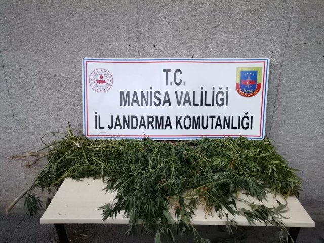 Manisa İli, Akhisar İlçesi, Hacıosmanlar Mahallesinde Akhisar İlçe Jandarma Komutanlığı JASAT ekipleri tarafından yapılan istihbari çalışma sonucu; 07.10.2021 saat: 09:30 sıralarında Adli makamlardan alınan arama kararına istinaden şüpheli M.S(E/66) isimli şahsın ikametinde yapılan aramada 39 kök kenevir bitkisi ve ruhsatsız av tüfeği ele geçirilmiştir. Şüpheli şahıs ifadesinin alınmasına müteakip serbest bırakılmıştır.