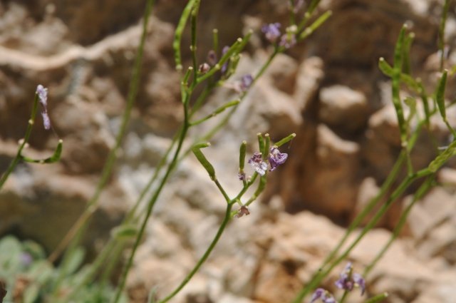 Bakır Kazteresi hakkında bilgi veren Doç. Dr. Hasan Yıldırım, “Bakır Kazteresi olarak bilinen Arabis cinsi,  Hardalgiller Brassicaceae ailesine ait bir gruptur. Dünyada yaklaşık 60 kadar türü bulunur. Ülkemizde ise 21 tür ile temsil edilirken bunların 11 tanesi ise ülkemiz için endemik türlerdir. Bu türlerden biri ise 2000 yılında Antalya Bakır Dağı'nda 2100-2520 metre rakım aralığında keşfedilen, bilimsel ismi ‘Arabis lycica’ olan ve Türkçe ismi de ‘Bakır Kazteresi’ olan bitkidir.  Sonraki yıllarda konu uzmanı araştırıcılar bu tür ve türün popülasyonu üzerine detaylı çalışmalar yapmak için Bakır Dağı'na gerçekleştirdikleri araştırma çalışmaları esnasında bir daha bu türe rastlanamamıştır. Yakın çevresindeki alanlarda da yapılan araştırmalar sonucunda bulunamayınca, bu durumun giderek artan insan faaliyetleri, küresel ısınma, aşırı otlatma gibi etkenlerden kaynaklı olarak, popülasyonunun yok olduğu ve türün neslinin tükendiği sonucuna varılmıştır” dedi.
