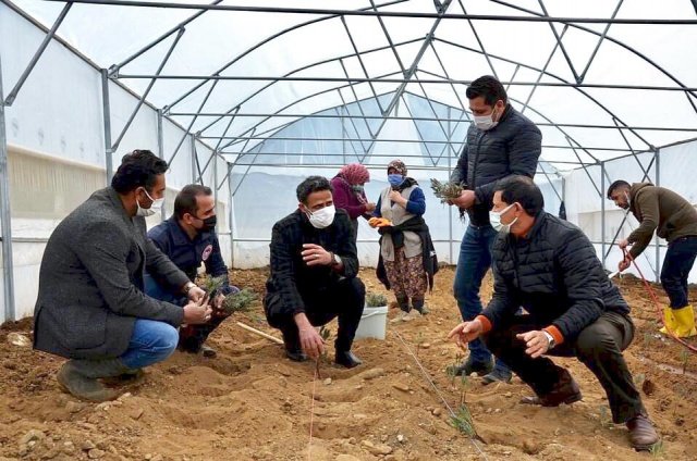 Büyükşehir Belediyesi’ne Teşekkür 
Kurulumu yapılan seranın lavanta üretim merkezi olarak kullanılacağını ve üretilen fidelerin daha sonra üreticilere dağıtımının yapılacağını belirten Kaymakam Adem Kaya, “İlçemizde alternatif geçim kaynağı olarak yetiştirilen lavantanın geliştirilmesi ve artırılması için yapılan seralarda lavanta fidesi üretimi yapılacak. Seralara şuana kadar 500 fide diktik iki yıl içerisinde 5 bin fide elde edeceğimize inanıyorum. Bu projeye destek veren Manisa Büyükşehir Belediyemize ve diğer kurumlarımıza teşekkür ediyorum” dedi.