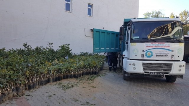 Manisa Büyükşehir Belediyesi 17 ilçede 1000 üreticiye trilye zeytin, ceviz, badem, ayva, Trabzon hurması, incir, kayısı ve menengiç çöğürü dağıtacak. Meyveciliğin geliştirilmesi projesi kapsamında üreticilere desteklerinin artarak devam ettiğini belirten Manisa Büyükşehir Belediye Başkanı Cengiz Ergün, “100 bin adet meyve fidanını yüzde 75 hibeli olarak üreticimize dağıtacağız. Manisa’mızın meyvecilikte de daha fazla söz sahibi olması ve üretim alanlarının adeta meyve bahçesine dönmesi için çalışmalarımızı sürdüreceğiz” dedi.