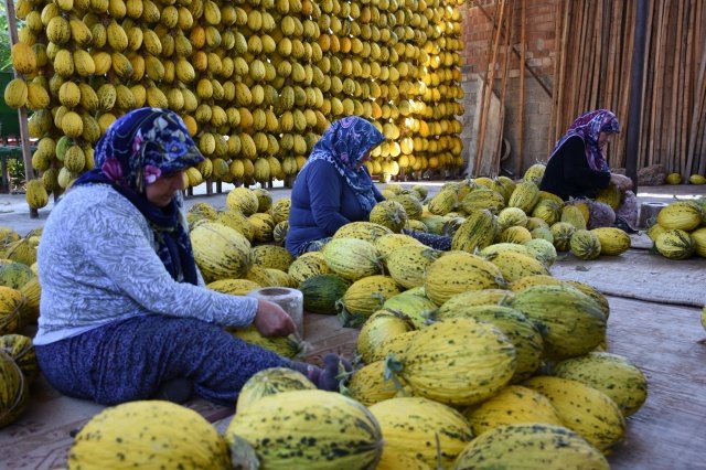 Türkiye’de adıyla kendinden söz ettiren Kırkağaç Kavununun, Kırkağaç-589 ve Kırkağaç-637 adları ile 2008 yılında Coğrafi İşaret Tescil Belgesi aldığına vurgu yapan Manisa İl Tarım ve Orman Müdürü Metin Öztürk; “İlçemizde 2019 yılında 13.500 dekarlık alanda kavun yetiştiriciliği yapılmış, 40.500 ton ürün elde edilmiştir.  2020 yılı için ise 15.000 dekarlık alanda ekim işlemi gerçekleştirilmiştir.