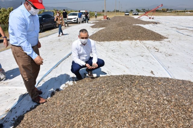 Kırkağaç İlçemizde Ayçiçeği ekilişi, toprak yapısına ve bölgeye göre değişmekle birlikte Nisan ayının son haftası ile 15 Mayıs tarihleri arasında gerçekleşmektedir. İlimiz genelinde hasat çalışmaları ise Ağustos ayı içinde başlamaktadır.