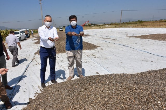 Hasat sonrası Kırkağaç’ta bulunan özel bir Ayçiçeği işletmesine giden İl Müdürü Metin Öztürk, burada işletmeyi gezerek yetkililerden üretim hakkında bilgiler aldı.