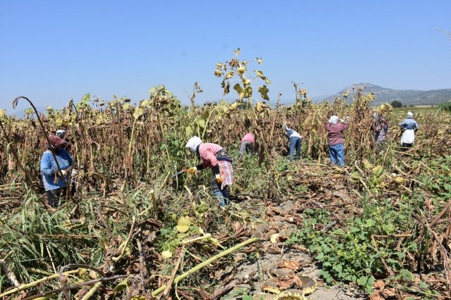 Genelde çerezlik ve yağlık olarak üretim yapılmaktadır. Dekara verim, kuru şartlarda 250-300 kg arasında iken, sulu şartlarda 300 kg ile 500 kg arasında değişmektedir. Üretimde genelde yerli çeşitler kullanılmakta olup, son yıllarda piyasada ÇİN çeşitleri olarak tabir edilen 365 çeşidi de yetiştirilmektedir. Üretilen Çerezlik Ayçiçeği ve Yağlık Ayçiçeği iç pazarlarda değerlendirilmektedir” dedi.