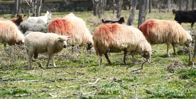 Bu kurbanlıklar doğada kendi başına yetişiyor

Gökçeada’dan doğal kurbanlık

Kurban bayramına sayılı günler kala vatandaşlar kurban planlamalarına başlarken yaz kış doğada dolaşan ve tamamen doğada yetişen “Gökçeada Koyunu”, özellikle İstanbul’da yaşayan ve yaz aylarını Gökçeada’da geçiren yazlıkçıların yoğun ilgisi ile karşılaşıyor.

Yılın 12 ayını özgür dolaşarak geçiren, Gökçeadalı çobanların tabiri ile “en güzel yemi doğadan kendi seçip yiyen” ada koyunlarının içinden seçilen kurbanlıklar alıcılarını bekliyor. Kendisine has bir florası olan güçlü ve temiz su kaynakları ile öne çıkan Gökçeada'da hem doğal hayatın içinde yaşaması ile oldukça sağlıklı eti olan hem de küçük yapısı sebebiyle diğer kurbanlıklardan daha hesaplı gelen ada koyunları, sosyal medyada da yoğun bir ilgi ile karşılaşıyor. Kurban Bayramı’na 1 ay kala İstanbul’da yaşayan ve yaz aylarını Gökçeada’da geçiren vatandaşlar tarafından siparişler, şimdiden verilmeye başlandı.