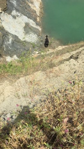 Hızla harekete geçen itfaiye ekipleri, 10 personel ve 2 araçla olay yerine intikal etti. Çevre duvarlarının yer yer yaklaşık 20 ve 30 metreden oluştuğu gölete düşen ineği kurtarmak için seferber olan itfaiye ekipleri, 4 saat süren çalışma sonucunda gölete düşen ineği 250 metrelik su yüzeyinden çekerek kurtardı. Gölete düşen ineği sağlıklı bir şekilde teslim alan üretici, Manisa Büyükşehir Belediyesi itfaiyesine teşekkür etti.
