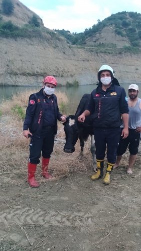 Manisa’nın Turgutlu ilçesine bağlı Selvilitepe Mahallesi’nde 30 metre yüksekliğindeki yapay gölete düşen inek, Manisa Büyükşehir Belediyesi İtfaiye Dairesi Başkanlığı ekiplerinin 4 saatlik çalışması sonucu başarılı bir şekilde kurtarılarak, sahibine sağlıklı bir şekilde teslim edildi.