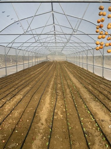 Çalışmalar Devam Ediyor
Çalışmalar hakkında bilgi veren Kırsal Hizmetler Dairesi Başkanı Yılmaz Usta, “Üreticilere yeni bir gelir kapısı kazandırmak, kırsal da kalkınmayı sağlamak amacıyla üreticiye verdiğimiz yüzde 75 hibe desteği projemiz kapsamında Gördes ilçemizde 5 mahallede 21 adet seranın kurulumunu tamamladık.